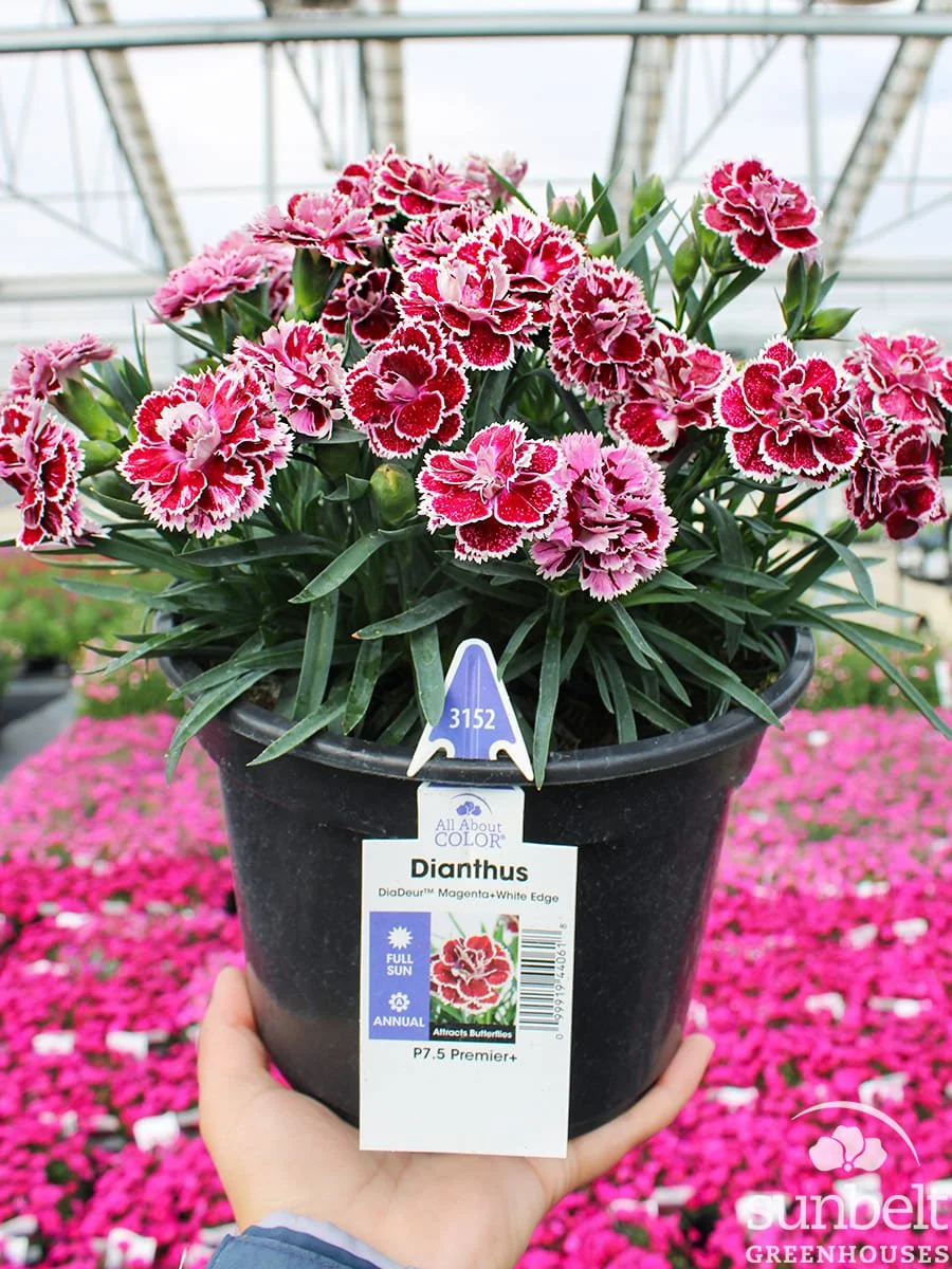 7.5" Dianthus DiaDeur Magenta White Edge
