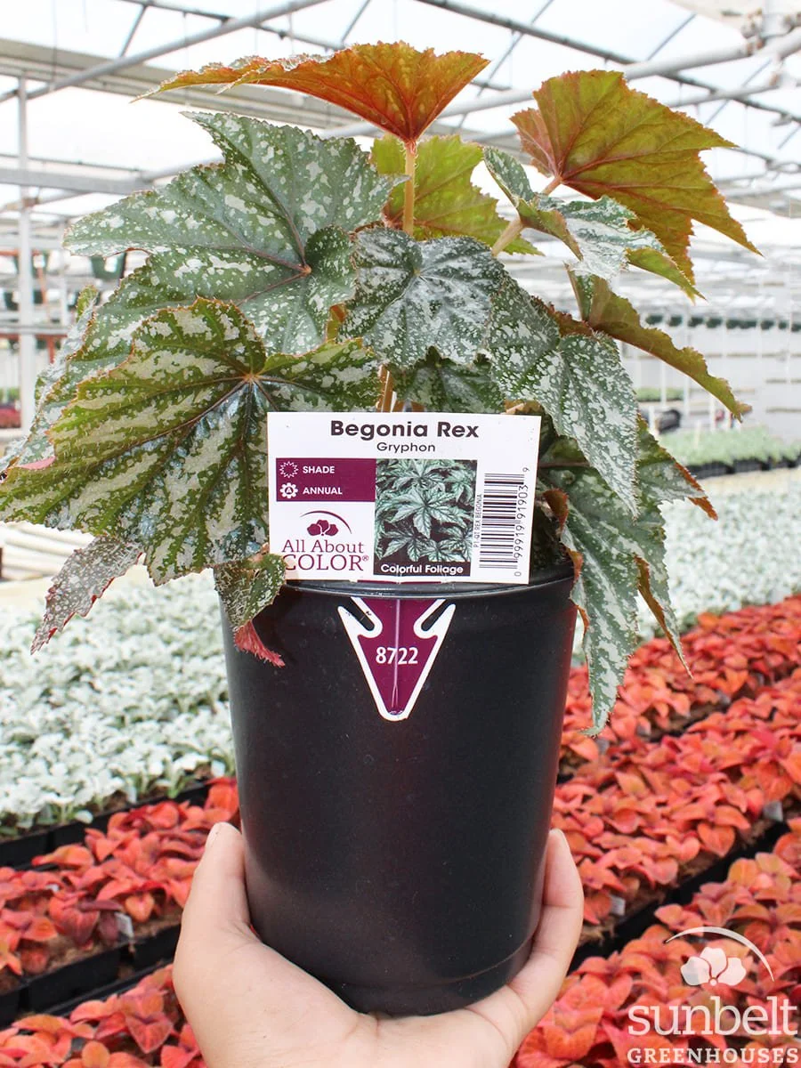 1Qt Begonia Rex Gryphon (R)