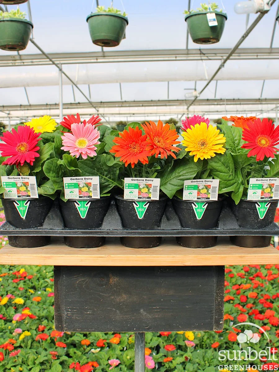 4.3" Gerbera Jaguar Mix