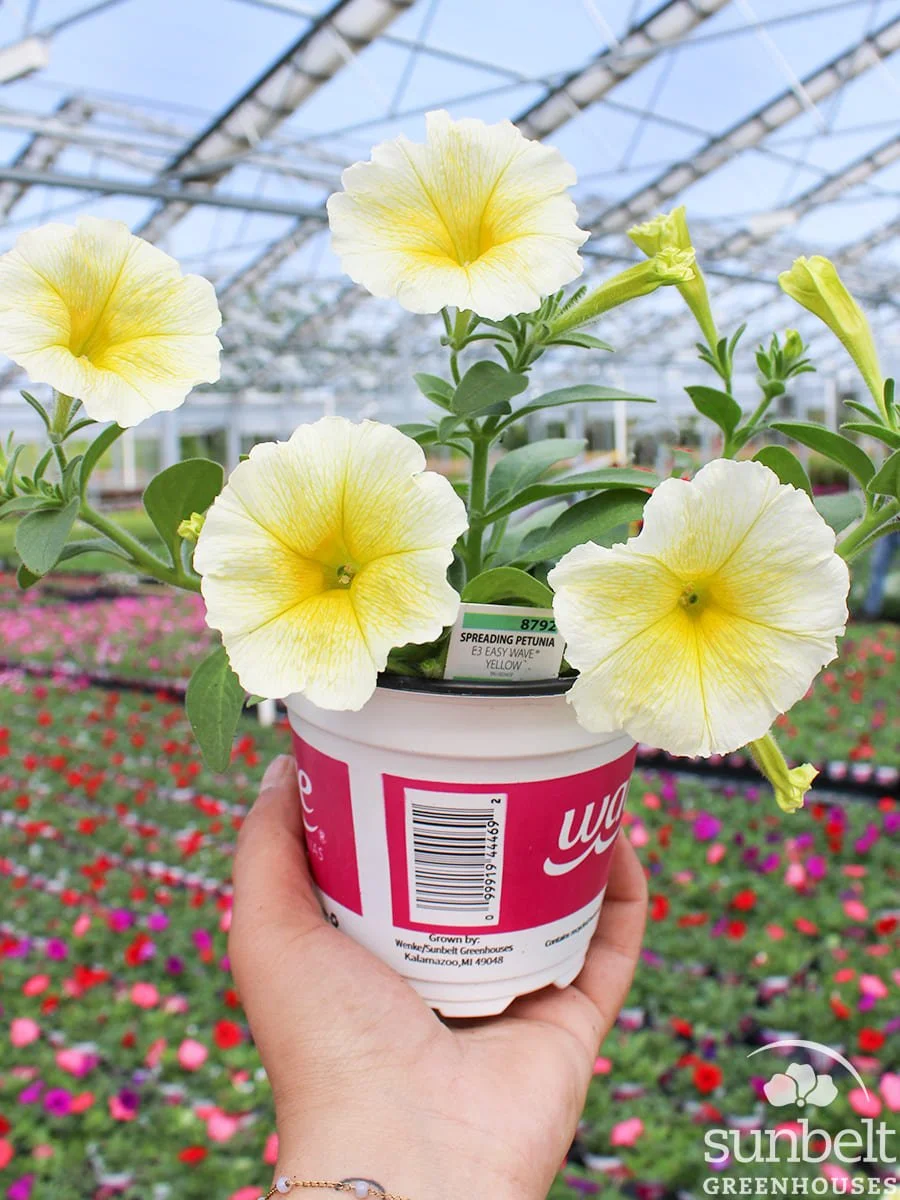4.3" Petunia EW Yellow