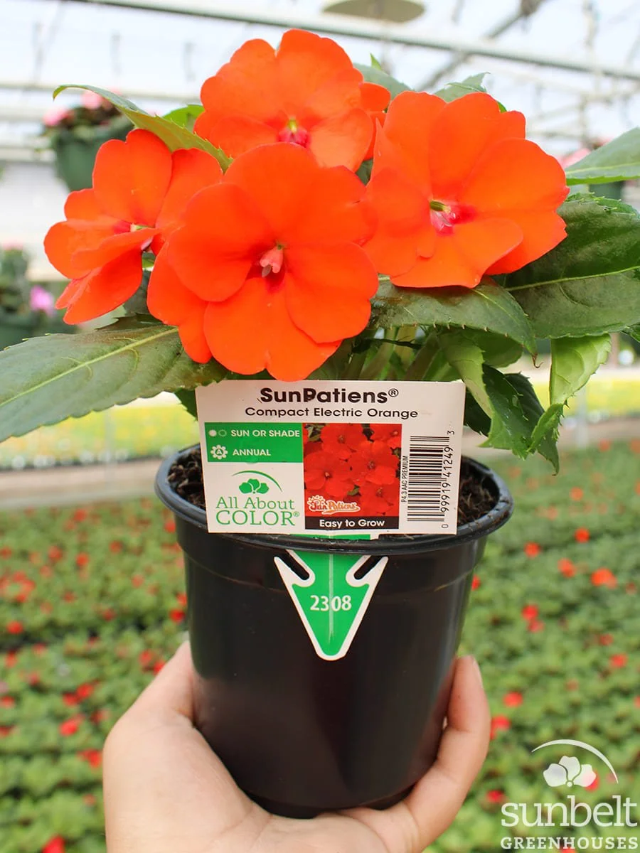 4.3" SunPatiens Comp Electric Orange