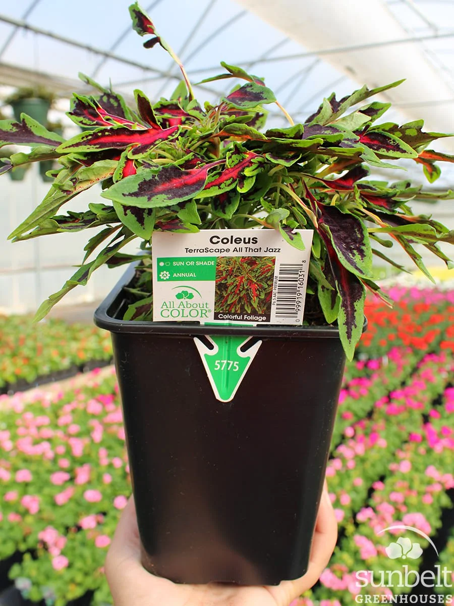 6.5" Coleus Terrascape All That Jazz