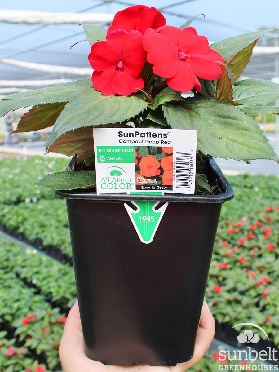 6.5" SunPatiens Comp Dp Red