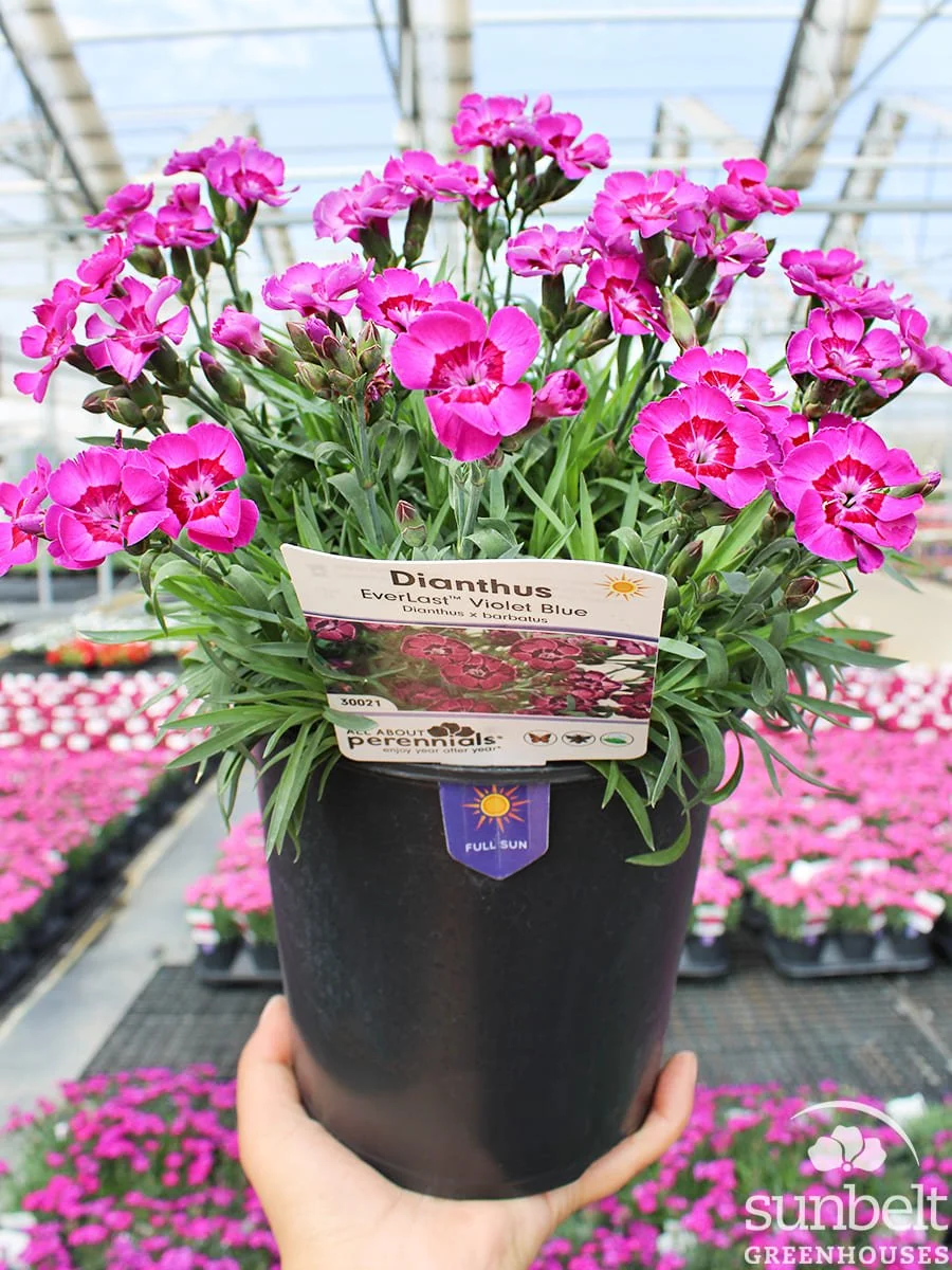 6.3" Dianthus Everlast Violet Blue