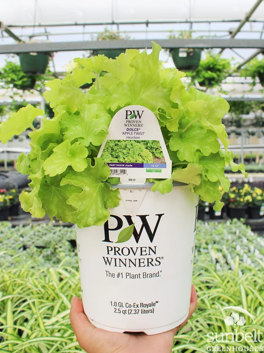 6.3" PW Heuchera Dolce Apple Twist