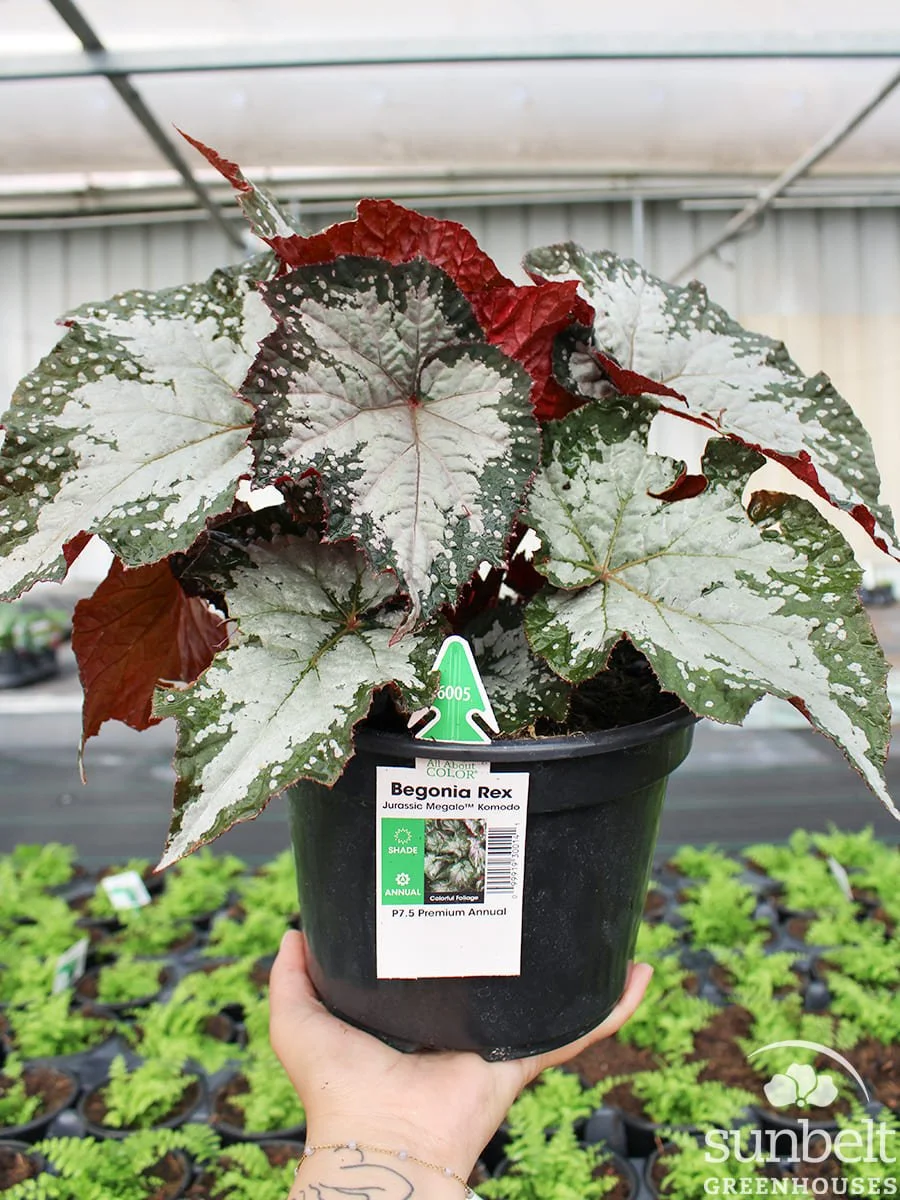 7.5" Begonia Rex Jurassic Megalo Komodo