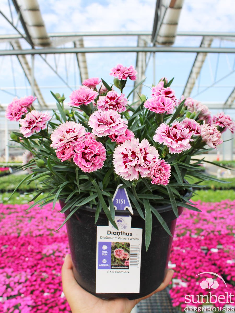 7.5" Dianthus DiaDeur Velvet+White