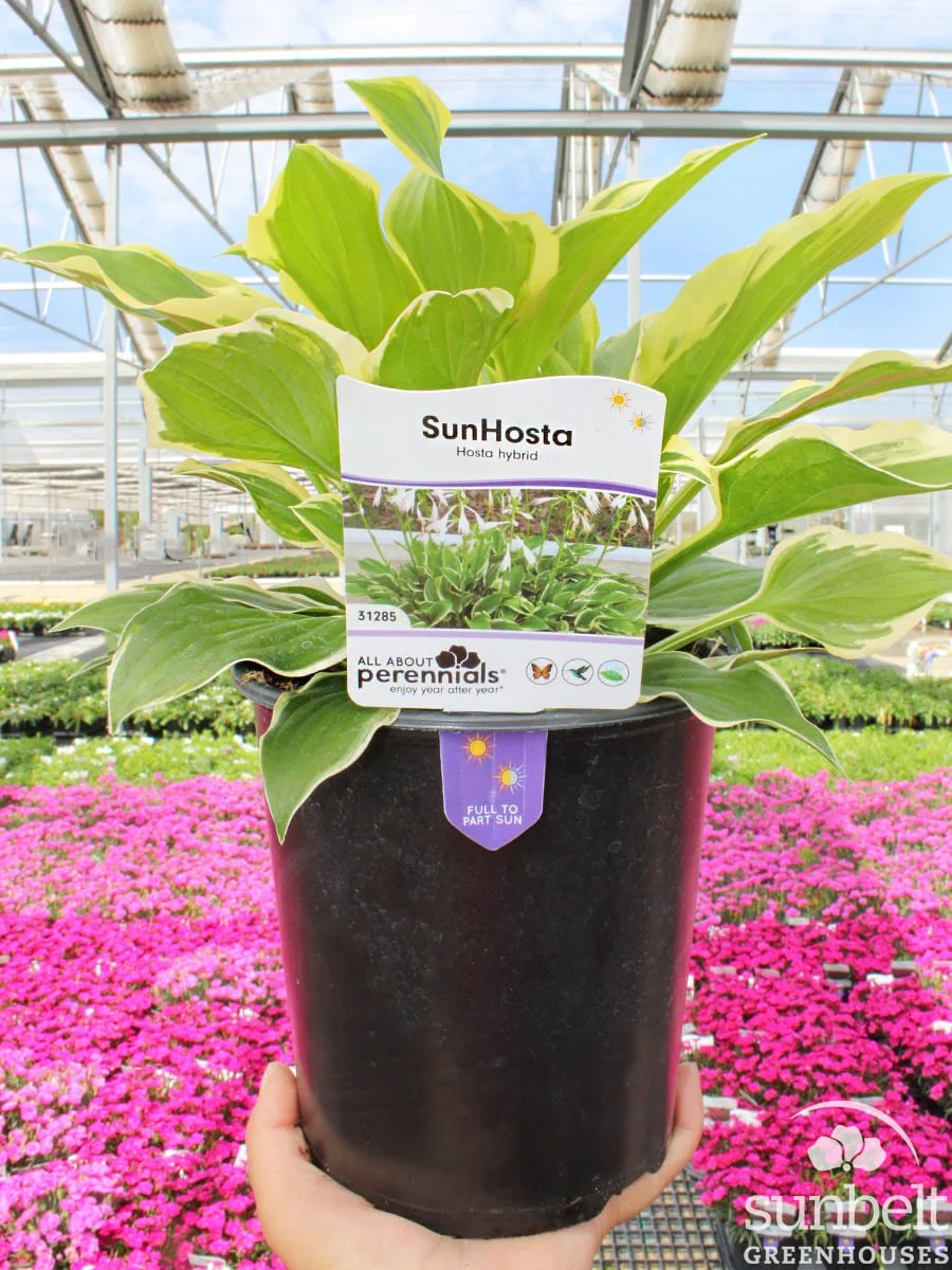 6.3" SunHosta
