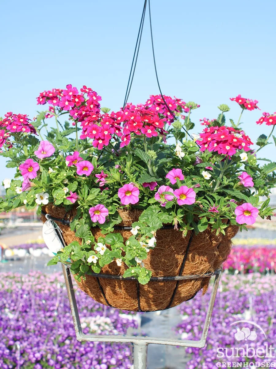 14" HB Coco Combo #4066