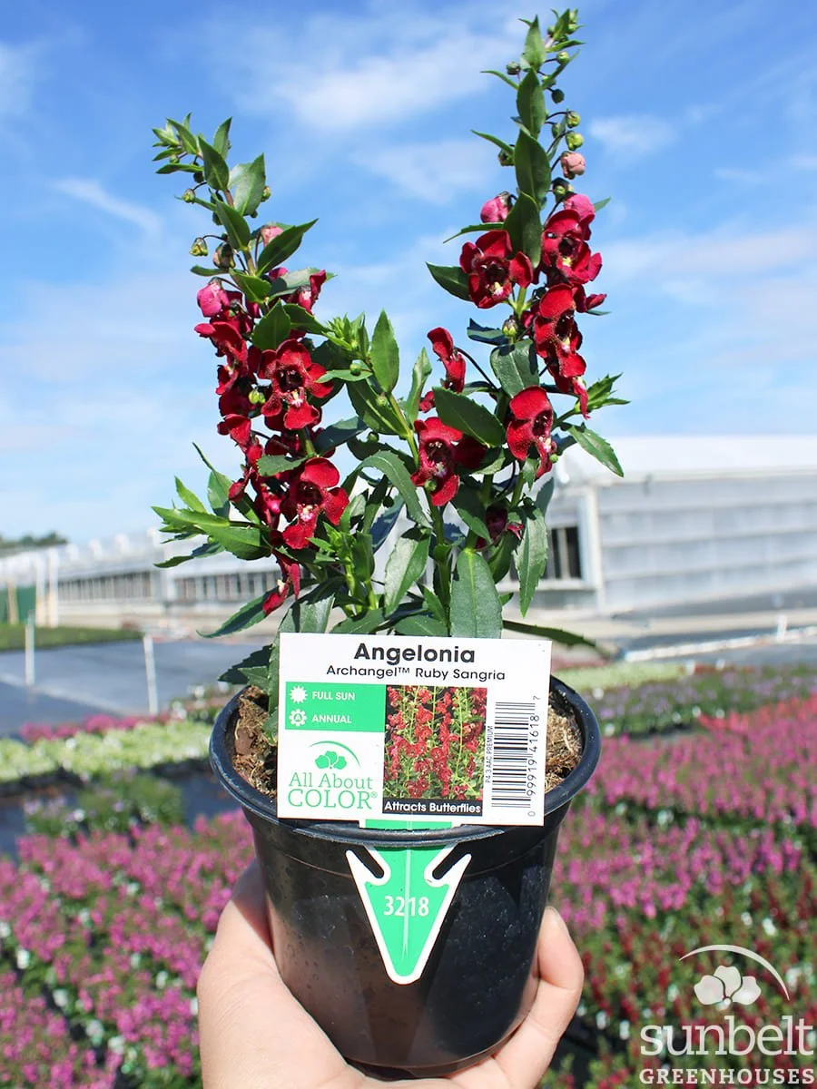 4.3" Angelonia Archangel Ruby Red