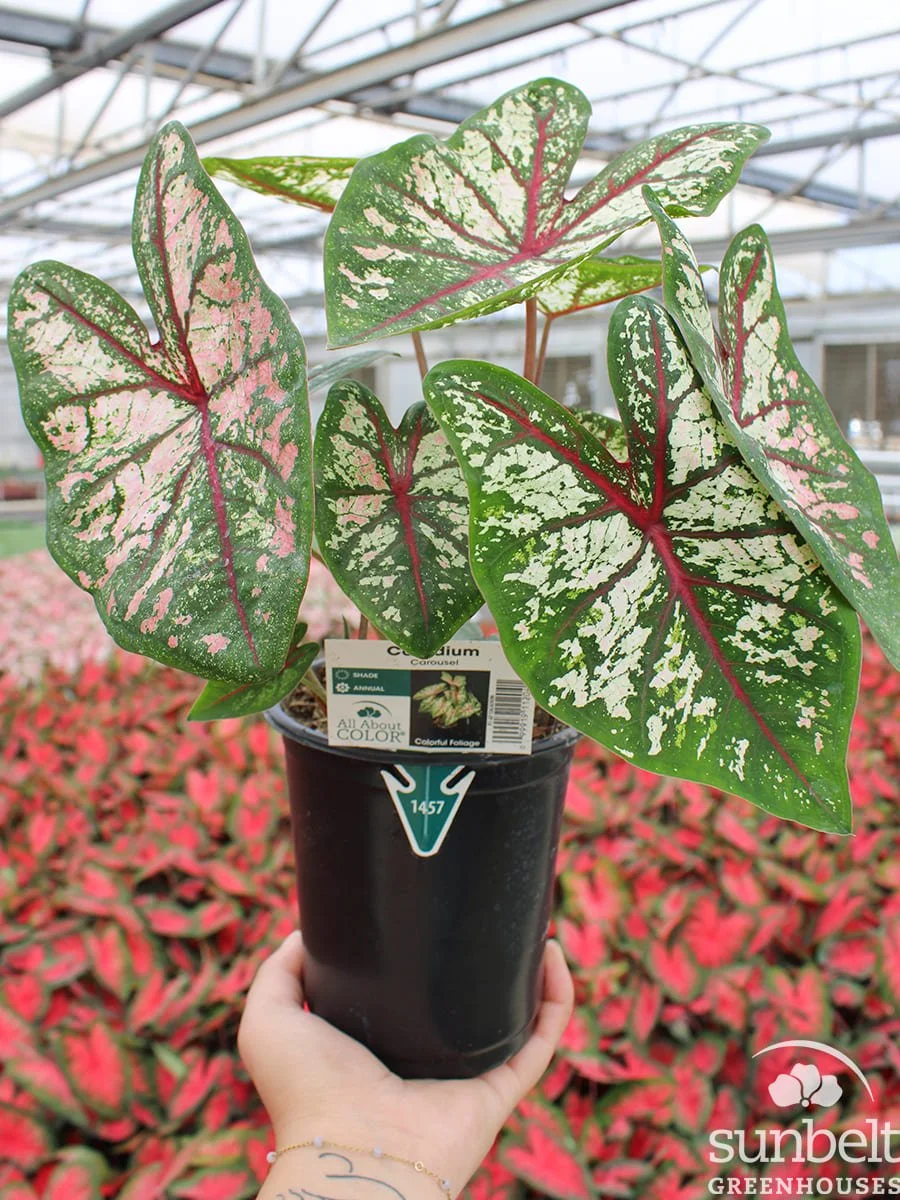 1Qt Caladium Carousel