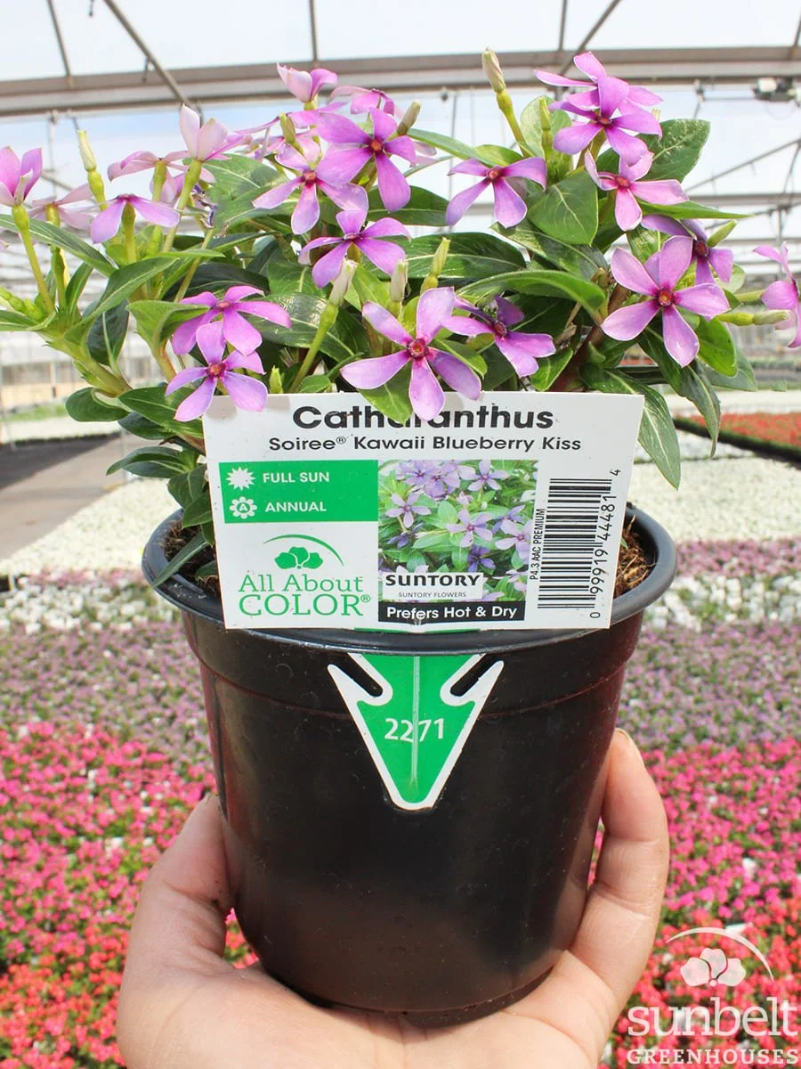 4.3" Catharanthus Siree Kawaii Blueberry Kiss