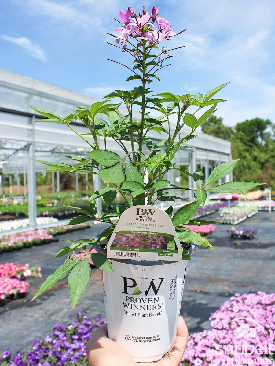 4.3" PW Cleome Senorita Rosalita