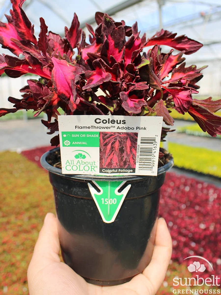 4.3" Coleus FlameThrower Adobe Pink