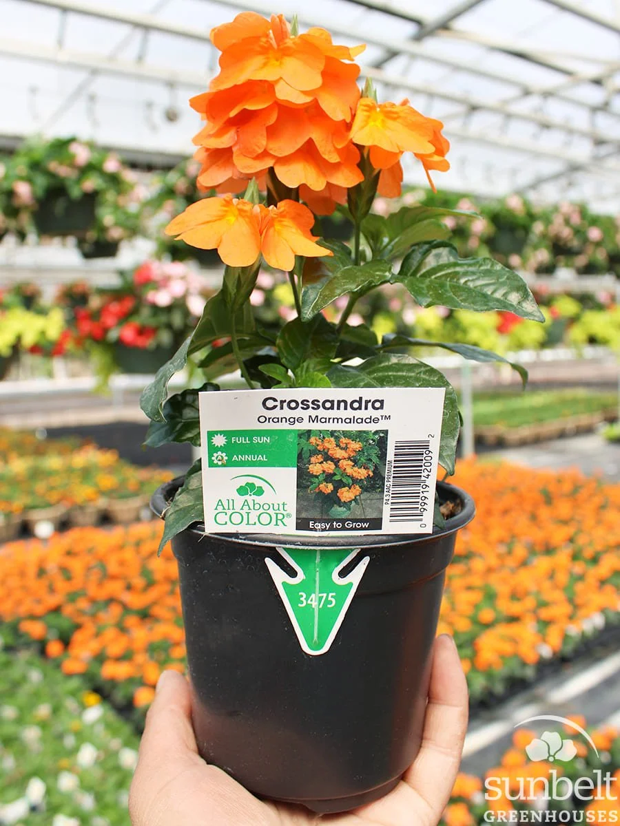 4.3" Crossandra Orange Marmalade