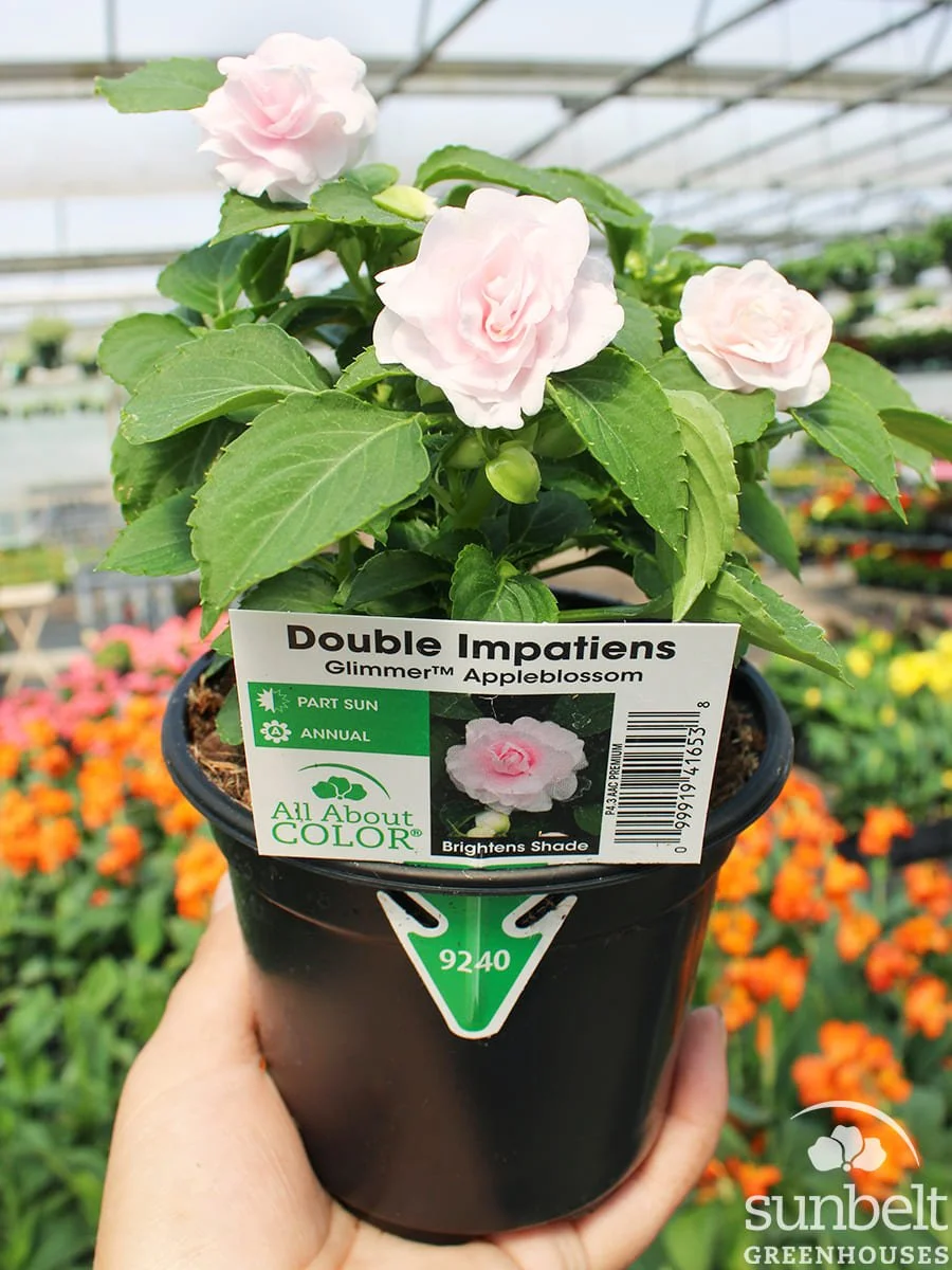 4.3" Impatiens Dbl Glimmer Appleblossom