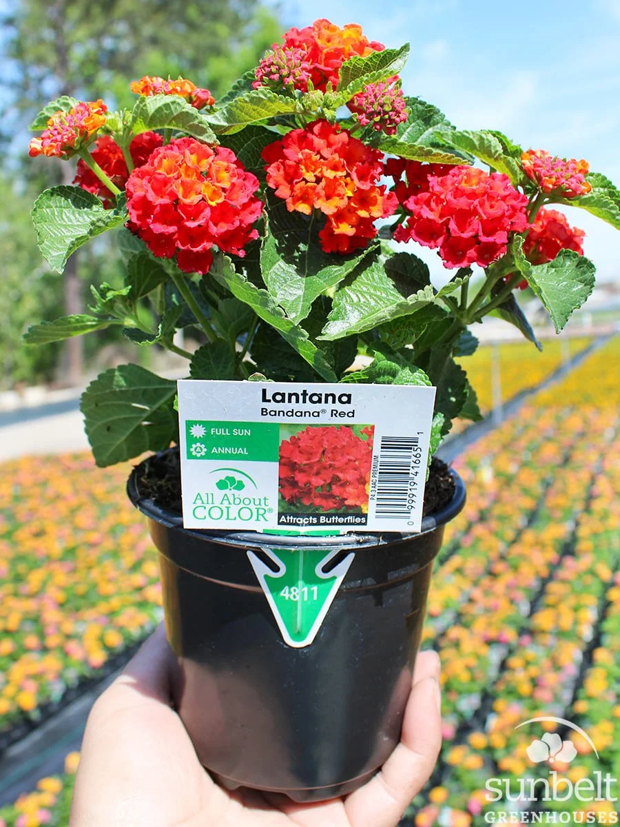 4.3" Lantana Bandana Red