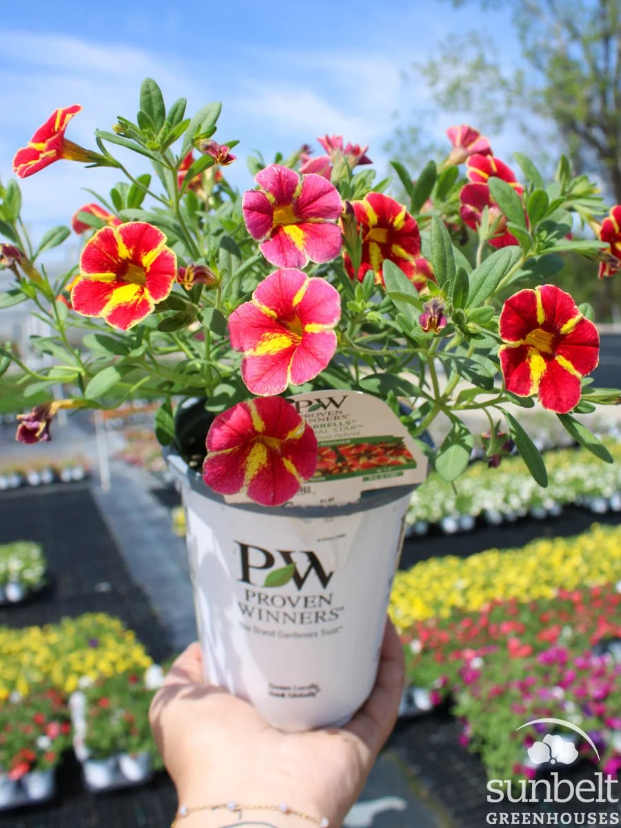 4.3" PW Calibrachia Superbells Tropical Sunrise