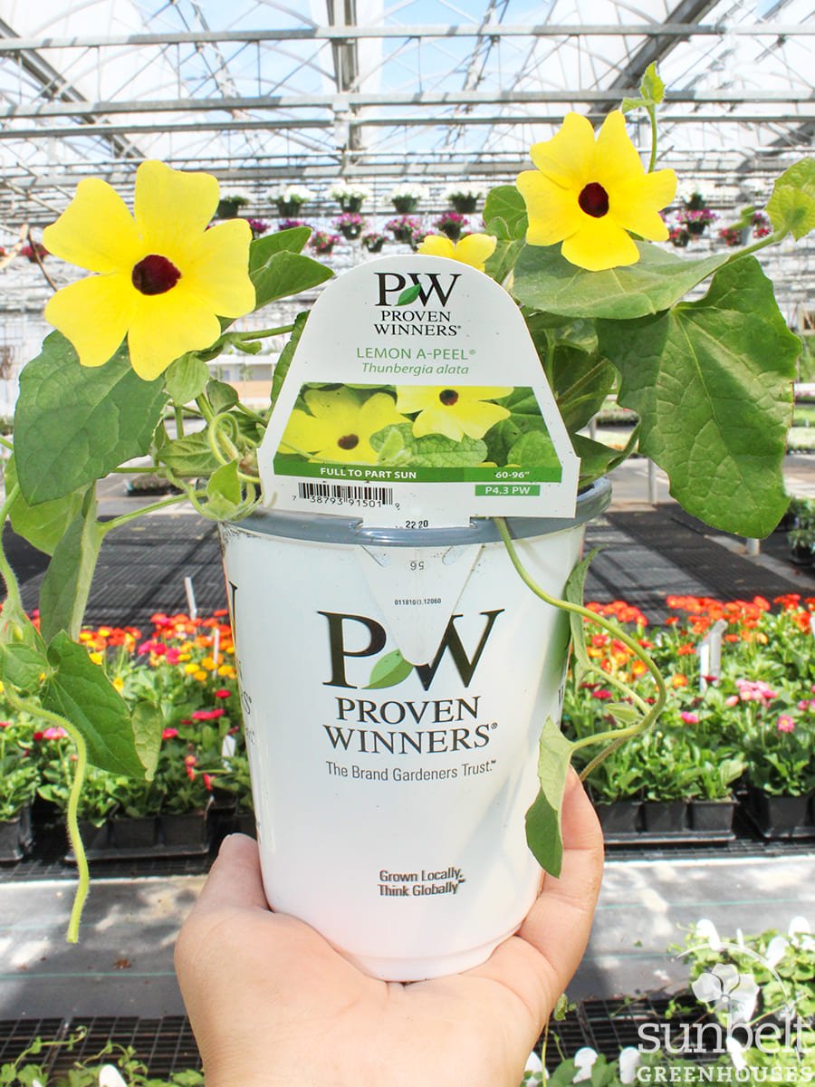 4.3" PW Thunbergia Lemon-A-Peel