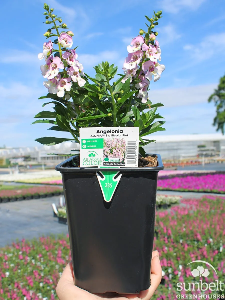 6.5" Angelonia Alonia Big Bicolor Pink