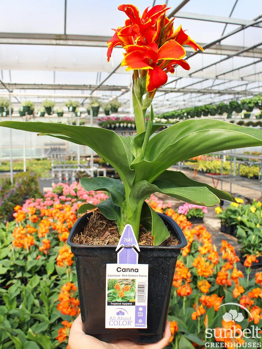 6.5" Canna Cannova Red Golden Flame