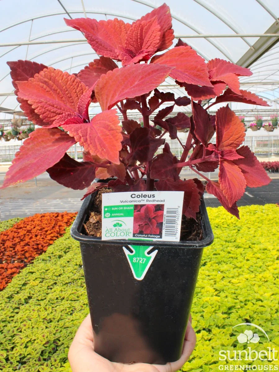 6.5" Coleus Volcanic Redhead