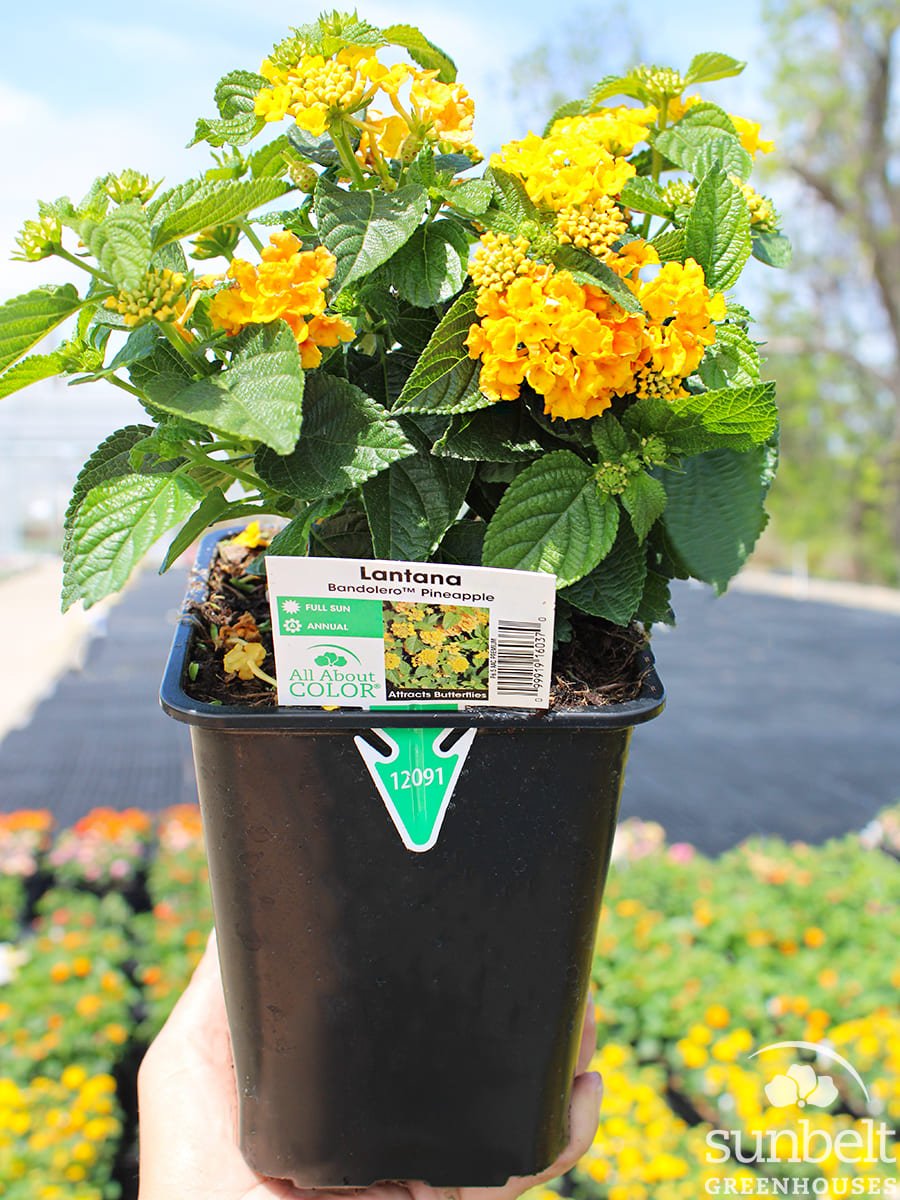 6.5" Lantana Bandolero Pineapple