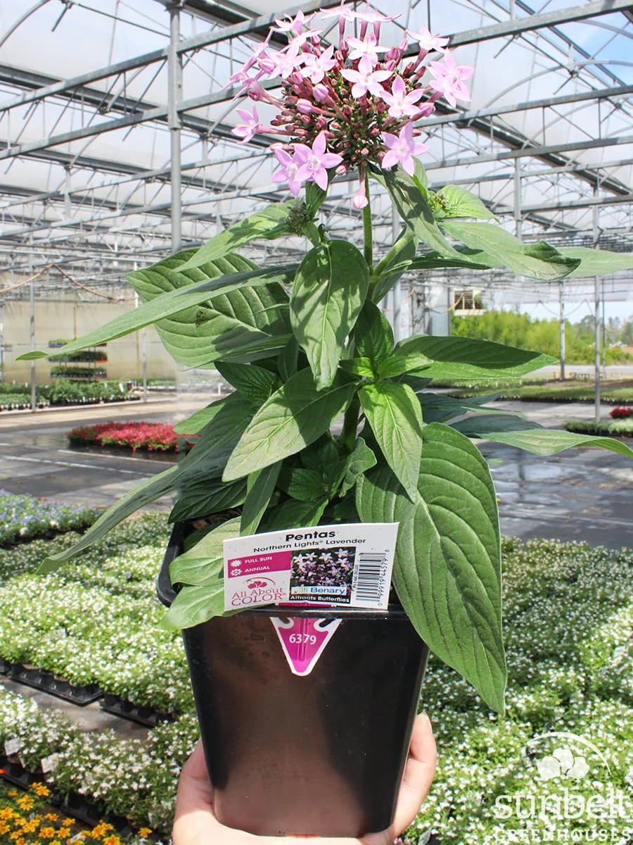 6.5" Pentas Northen Lights Lavender