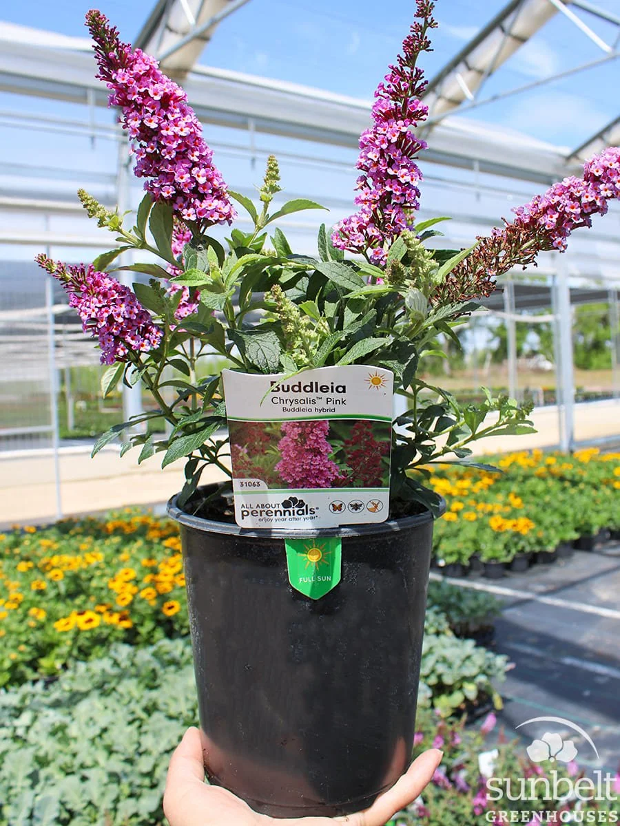 6.3" Buddleia Chrysalis Pink