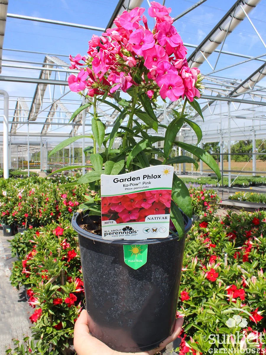 6.3" Phlox Ka-Pow Pink