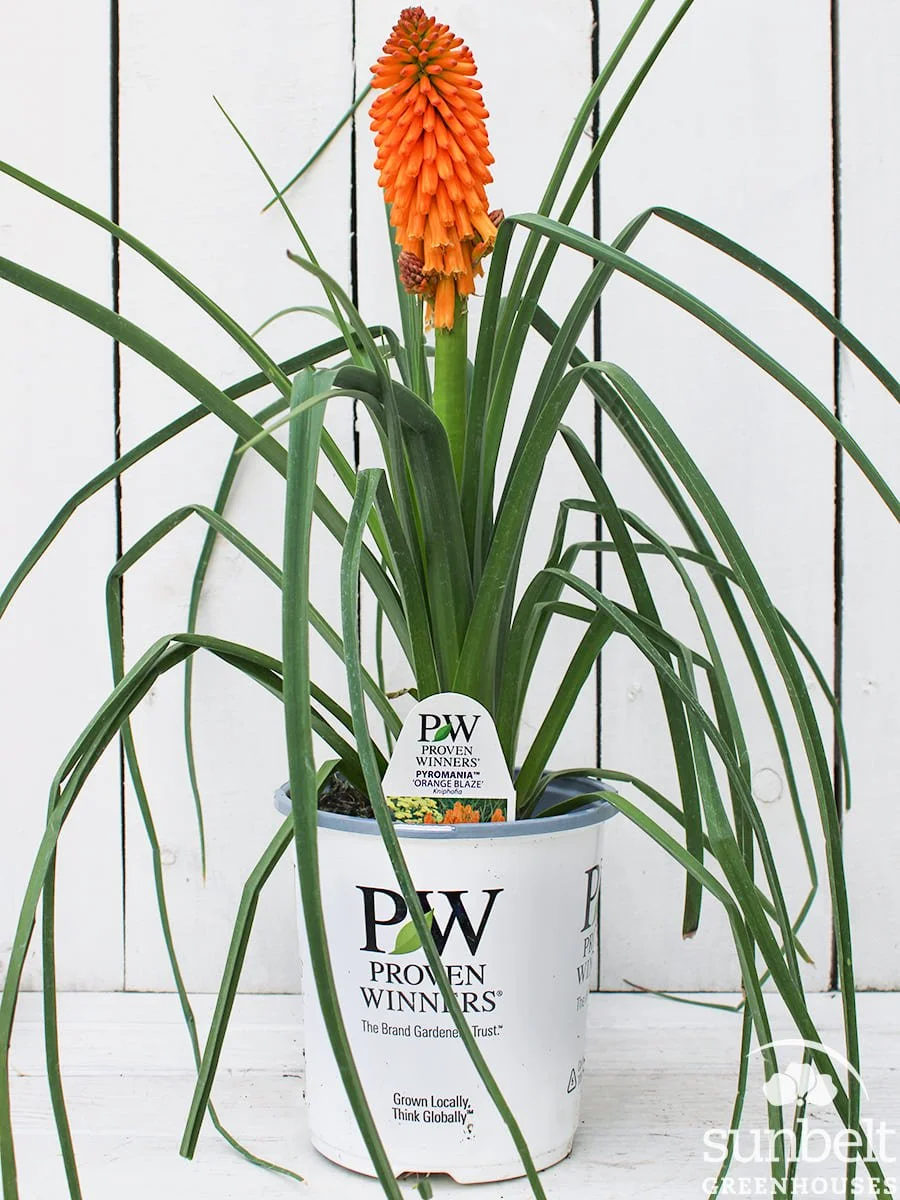 6.3" PW Pyromania Orange Blaze