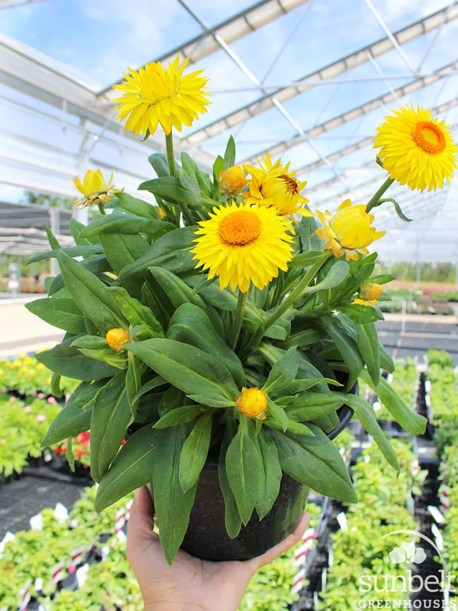 7.5" Bracteantha Granvia Gold