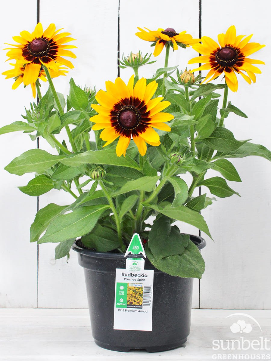7.5" Rudbeckia Pawnee Spirit