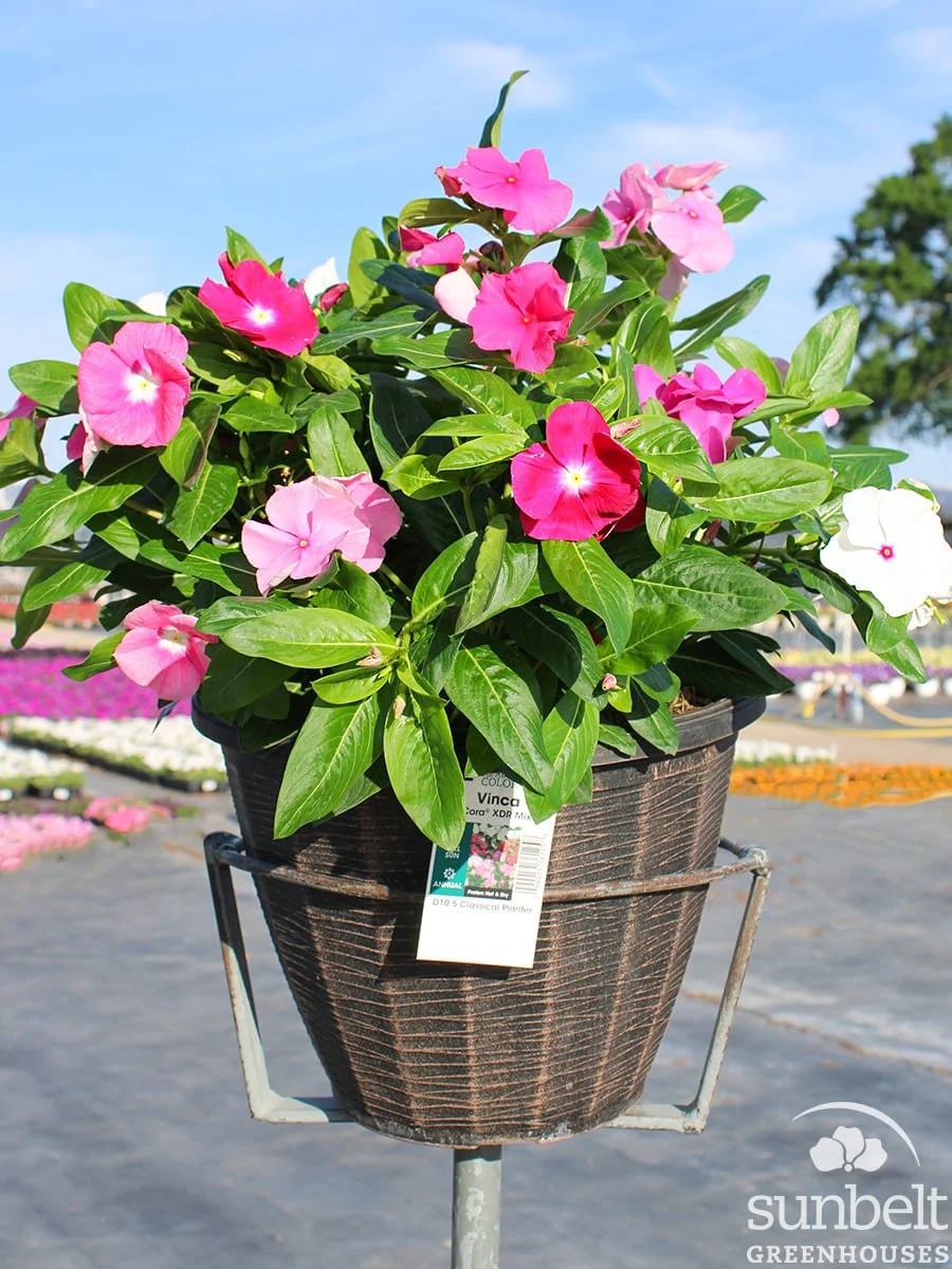 10.5" Vinca Cora XDR Mix