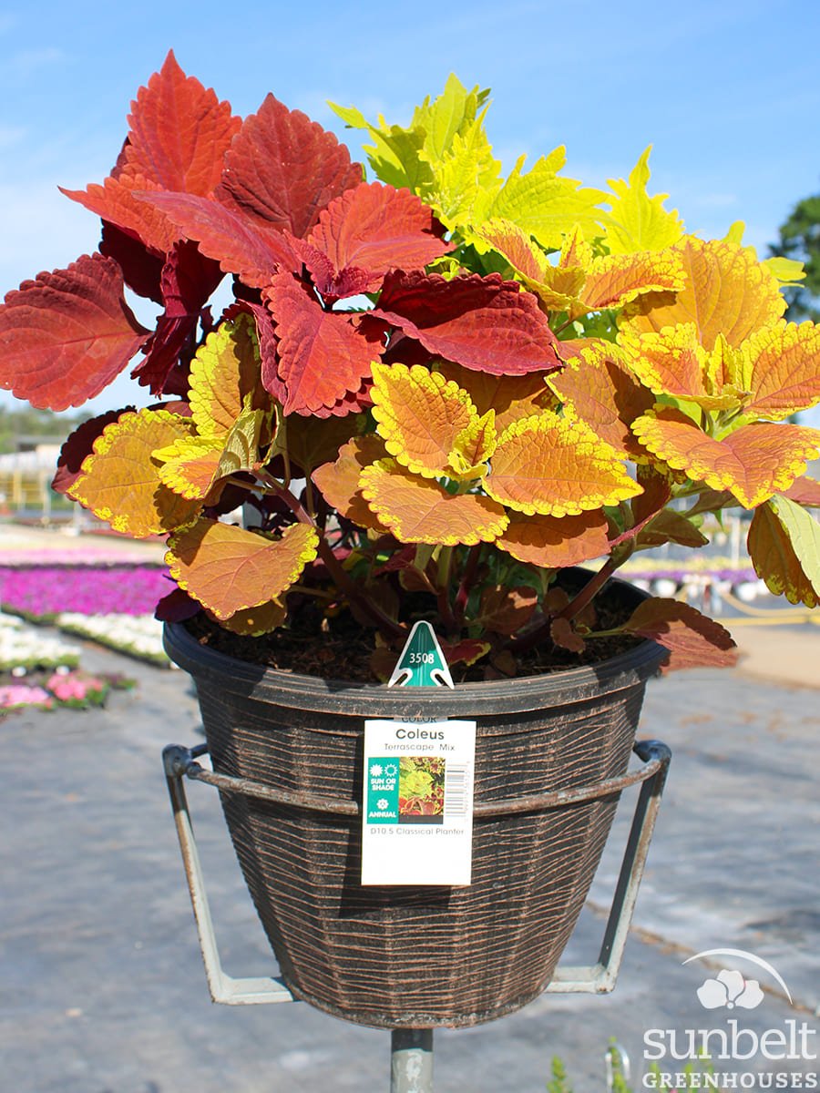 10.5" Coleus Mix #2270