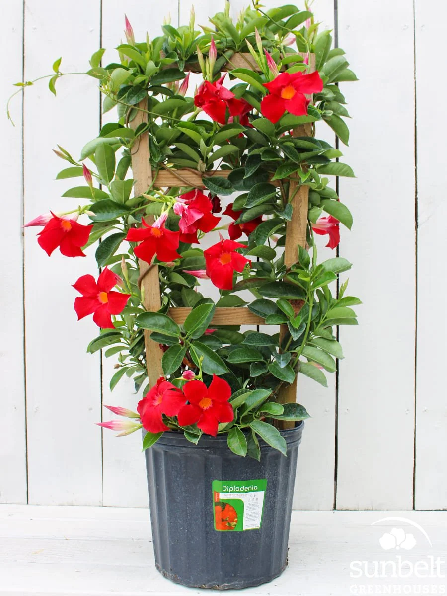 10" Mandevilla Red