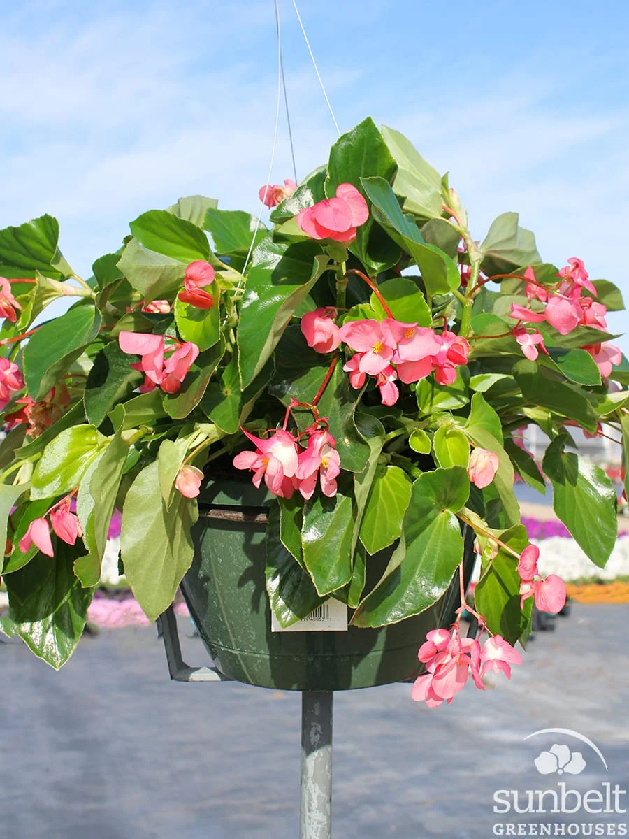 11" HB begonia Dragon Wing Pink