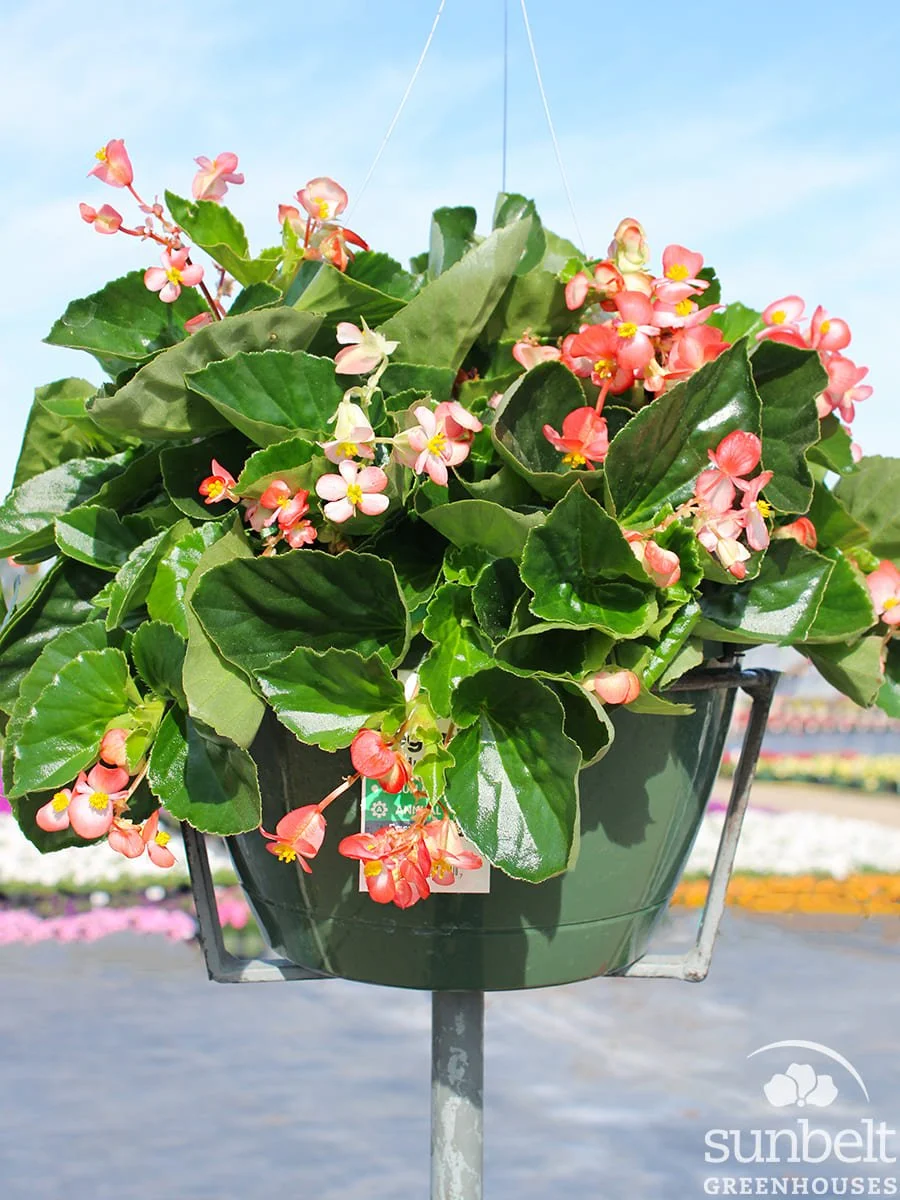11" HB Begonia Hula Bicolor Red White