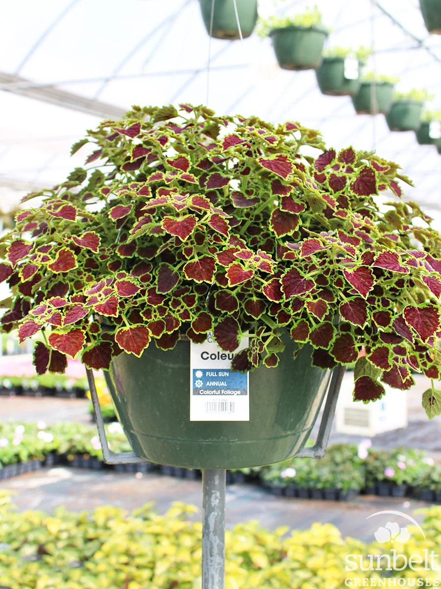 11" HB Coleus Wedding Train