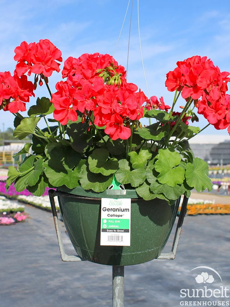 11" HB Geranium Calliope L Orange Splash