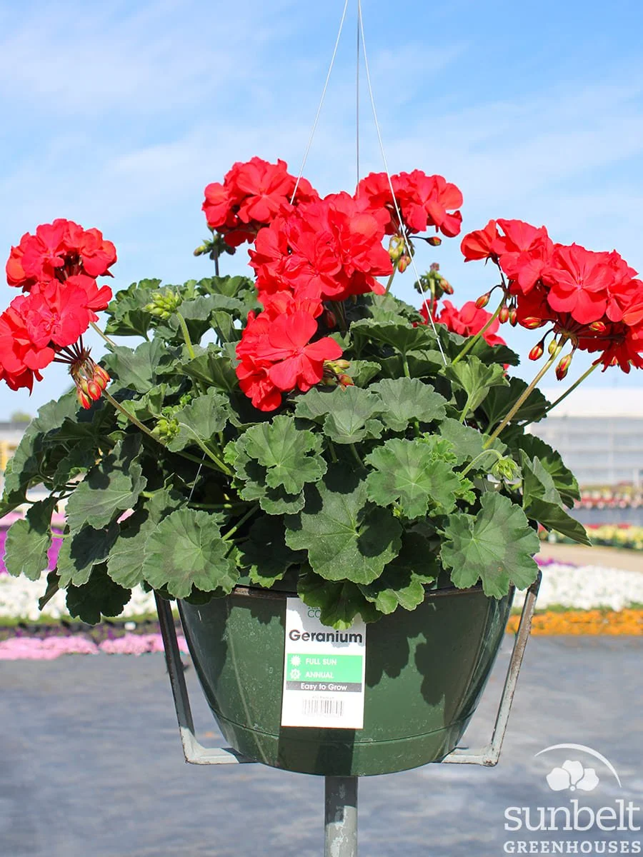 11" HB Geranium Mantra Bright Red