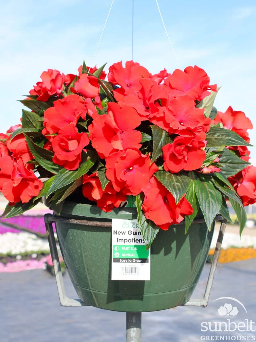 11" HB NG Roller Coaster Red Racer