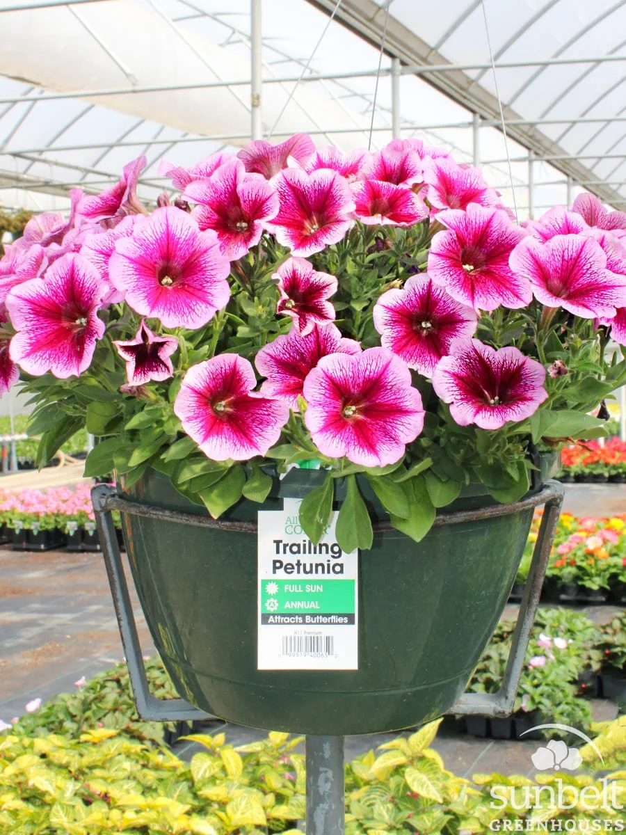 11" HB Petunia Capella Fuchsia Lace
