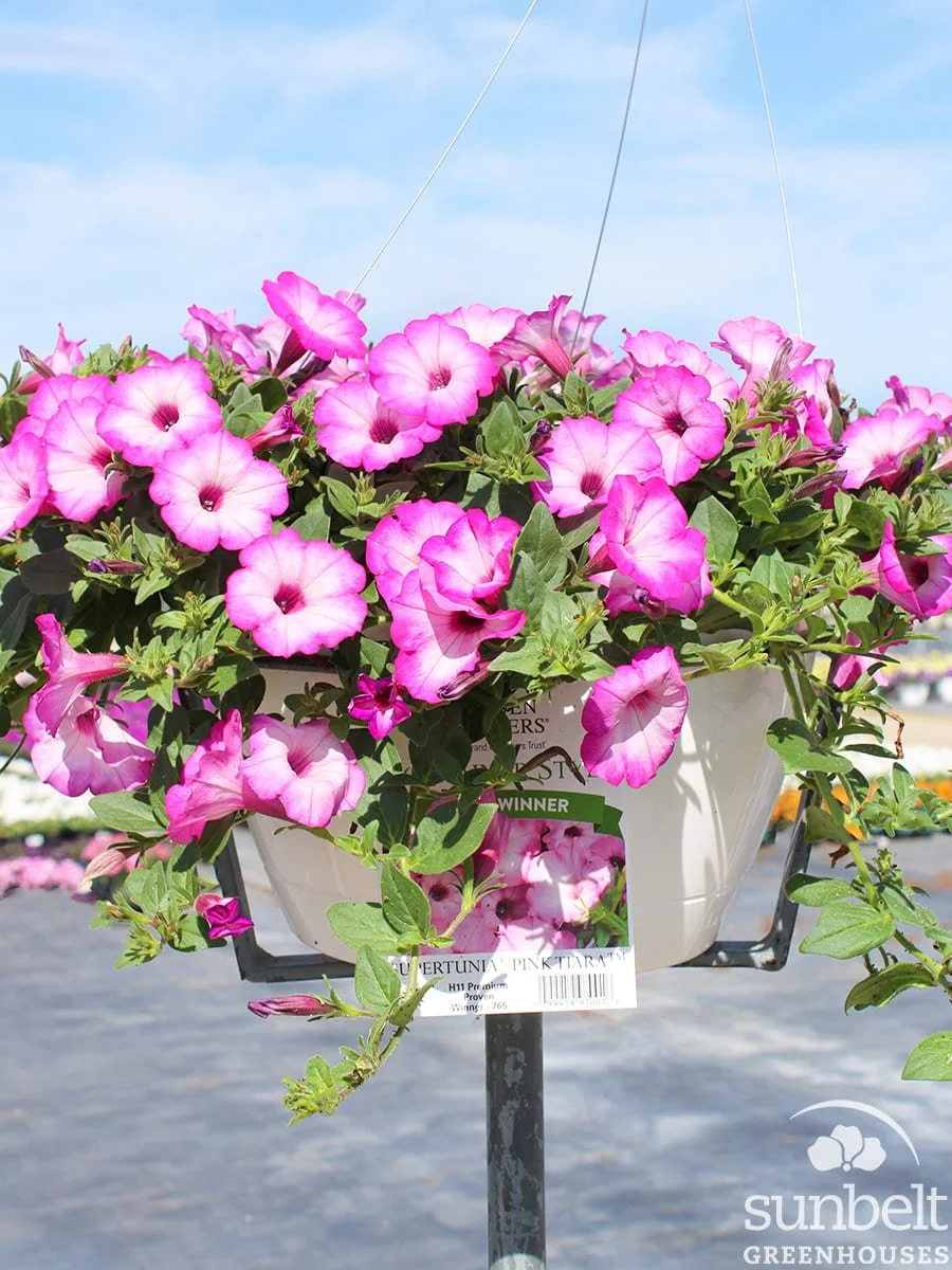 11" HB PW Supertunia Pink Tiara