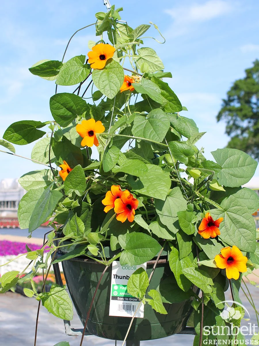 11" HB Thunbergia TowerPower Dk Orange