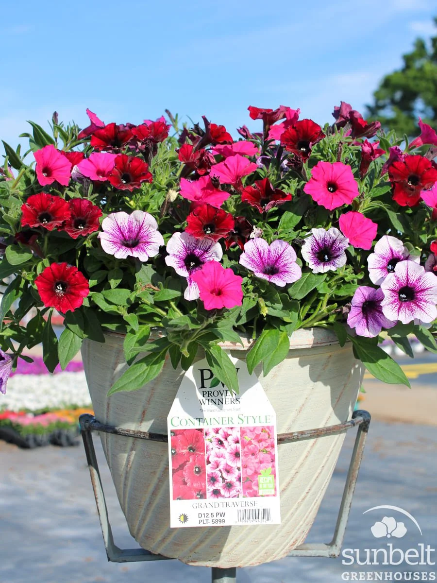 12.5" PW Grand Traverse