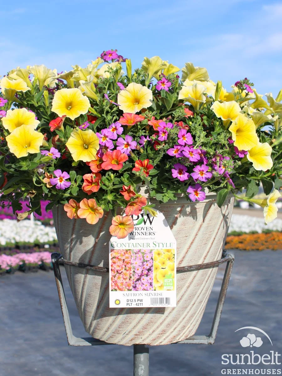 12.5" PW Saffron Sunrise