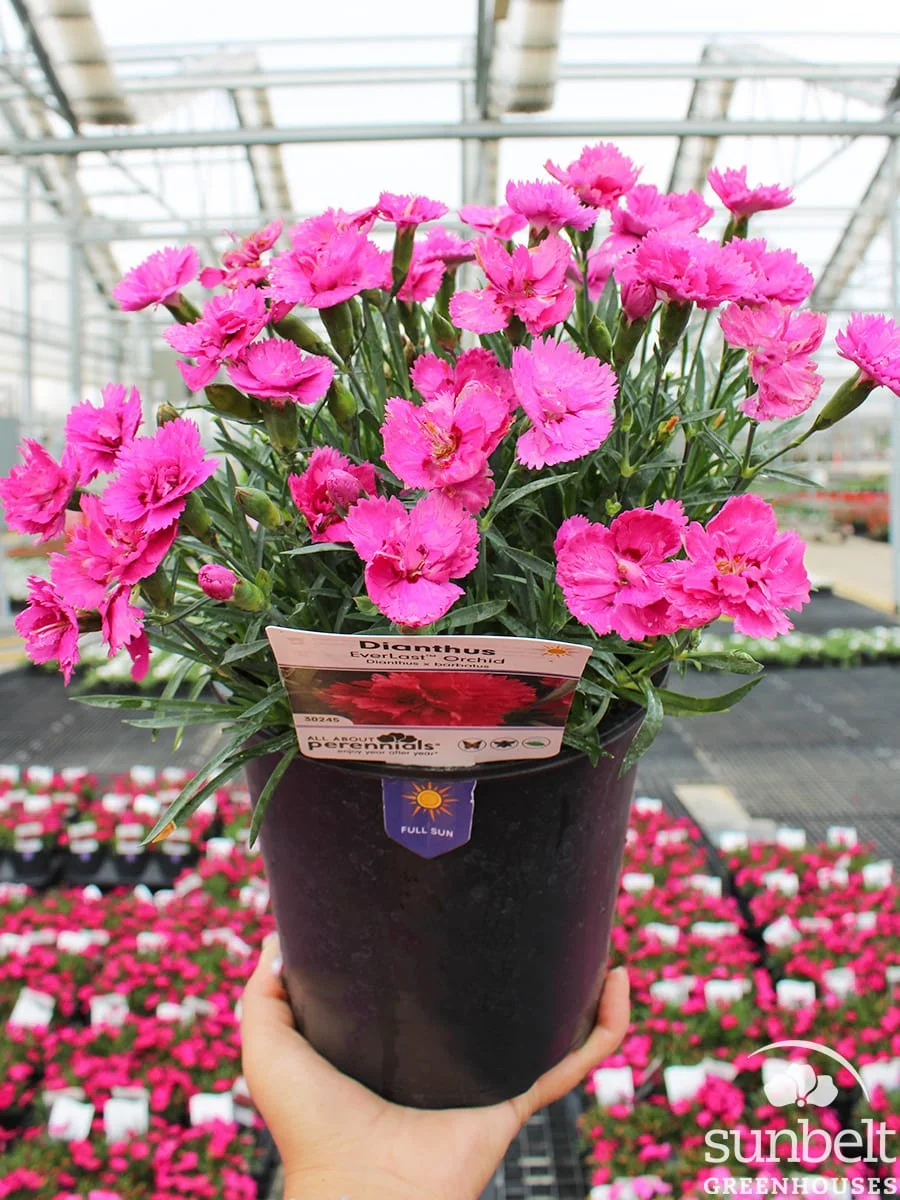 6.3" Dianthus Everlast Orchid
