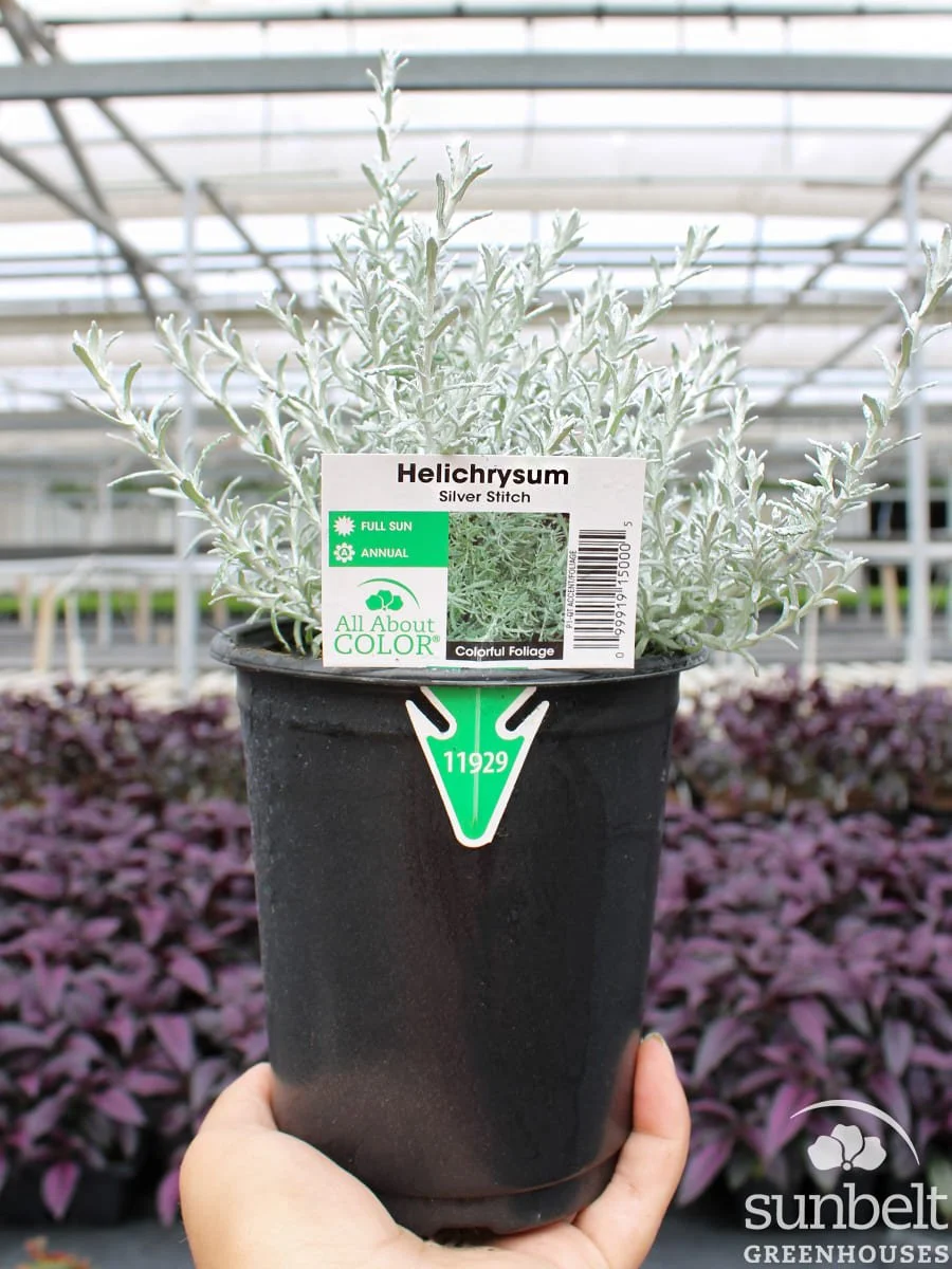 1Qt Helichrysum Silver Stitch