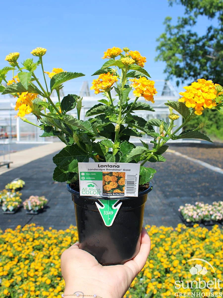 4.3" Lantana Bandana Landscape Gold
